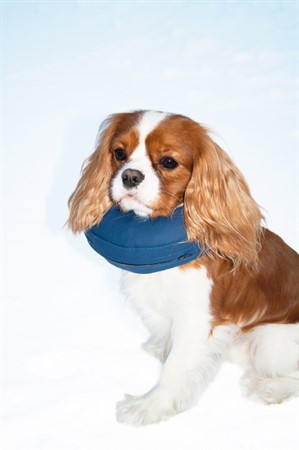 Hundkrage PetNation, uppblåsbar, nr 2, XS 20-24 cm, blå