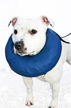 Hundkrage PetNation, uppblåsbar, nr 4, S-M 32-40 cm, blå