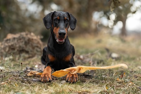 Oxhudsrulle, bulk, ca 75 cm