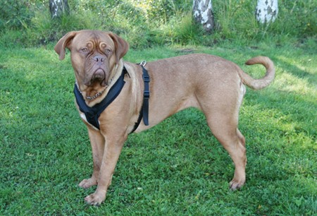 Z Spårsele vadderad Svart M