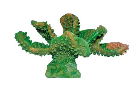 Akvariedeko ipts Planta på sten Grön/Brun