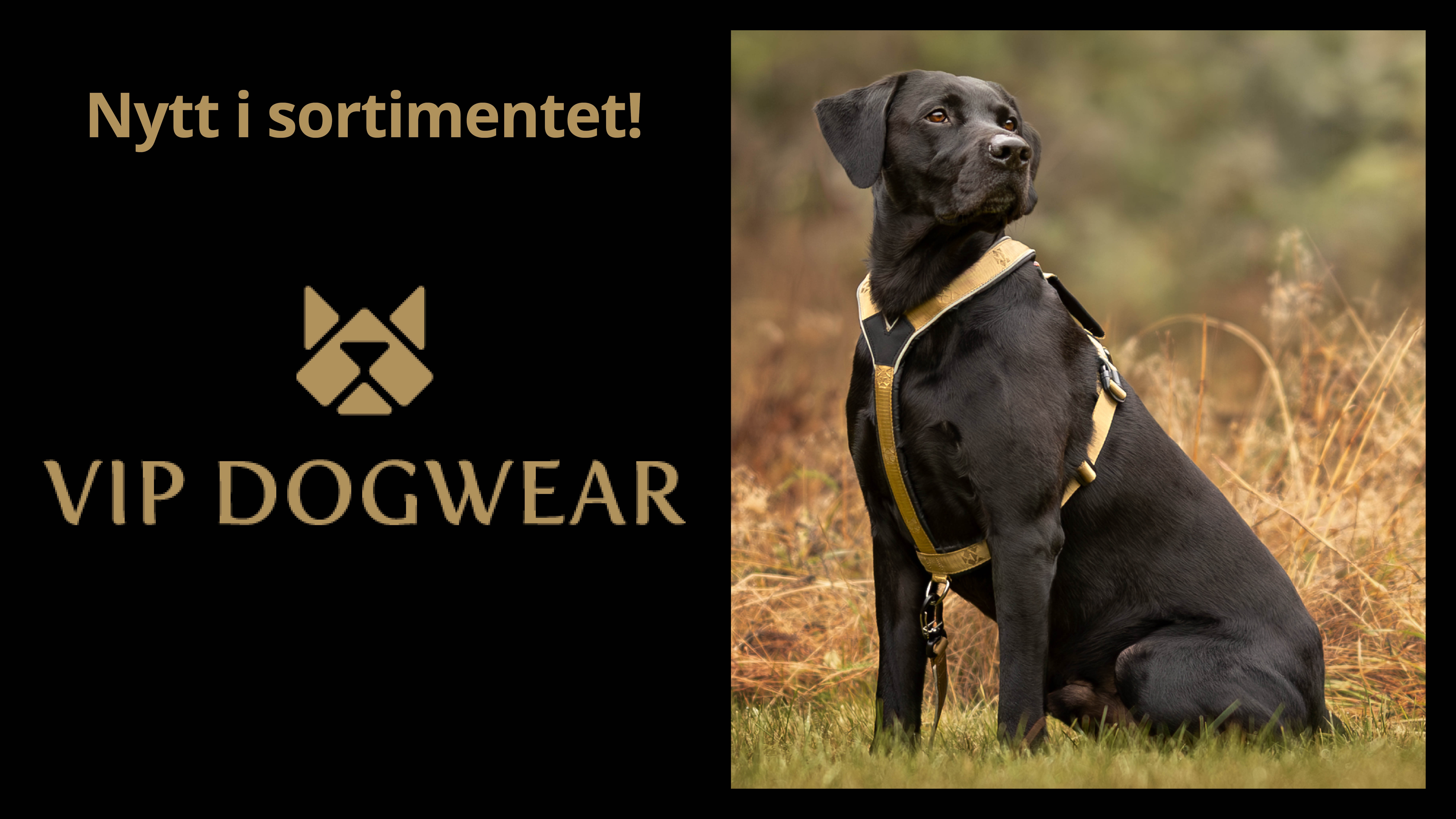 Annons:4 vipdogwear-banner.jpg